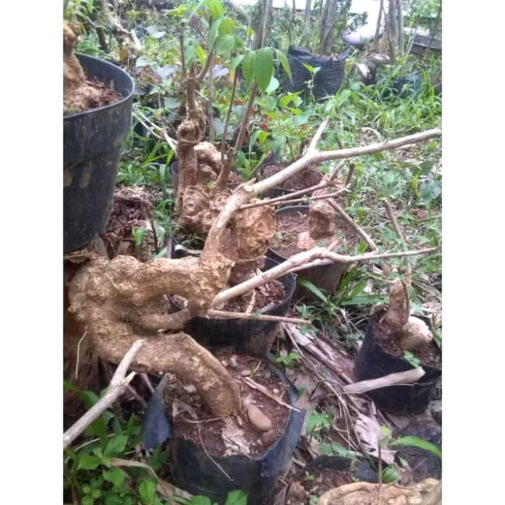 bahan bonsai mentaos karakter tua.mentaos bahan okulasi anting Putrii