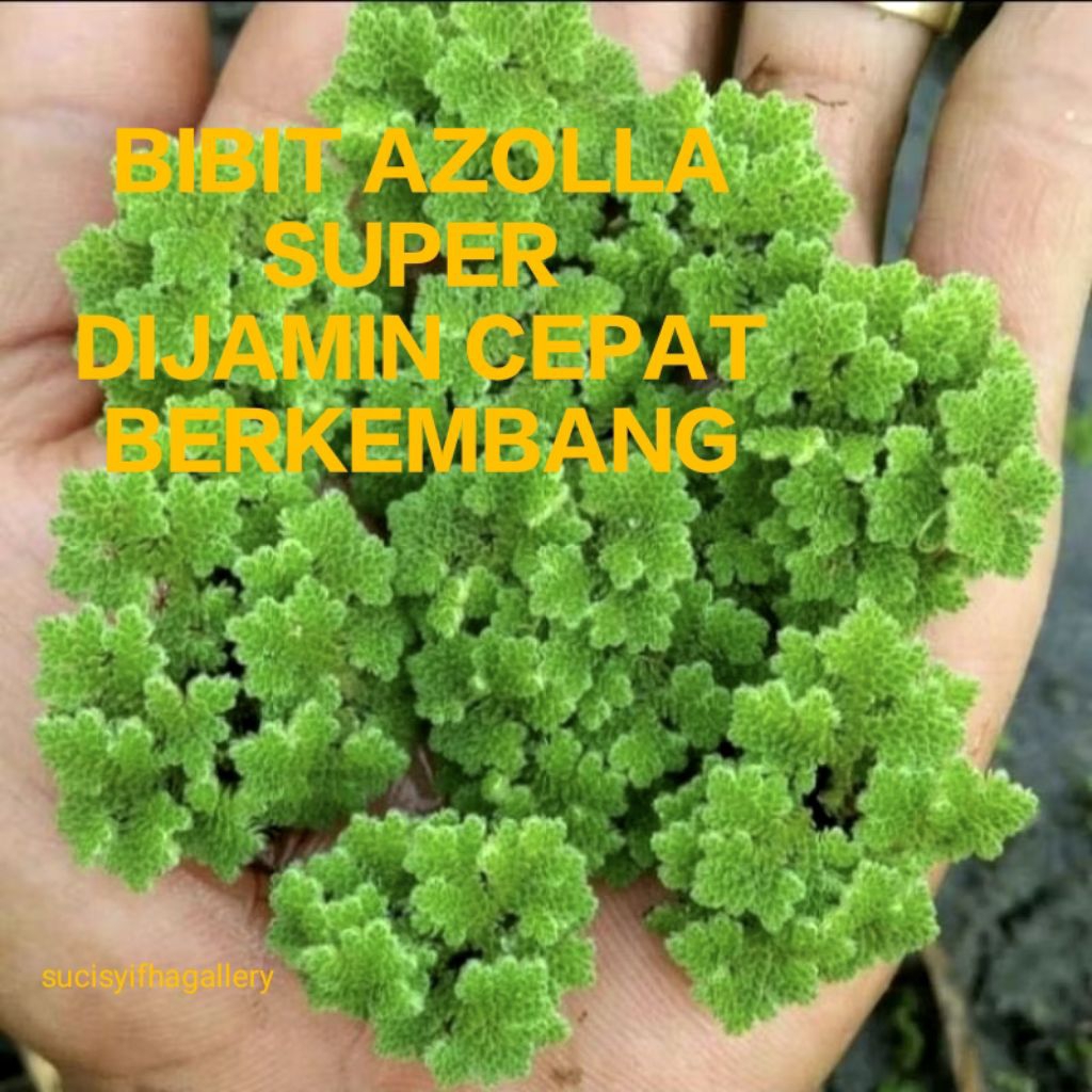 BIBIT AZOLA 10KG PAKAN ALTERNATIF TERNAK