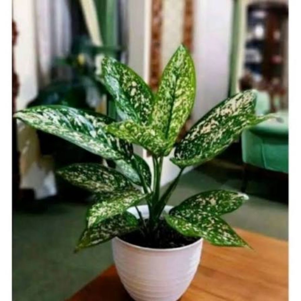 tanaman hias aglonema beras tumpah/blanceng beras tumpah/Sri rezeki