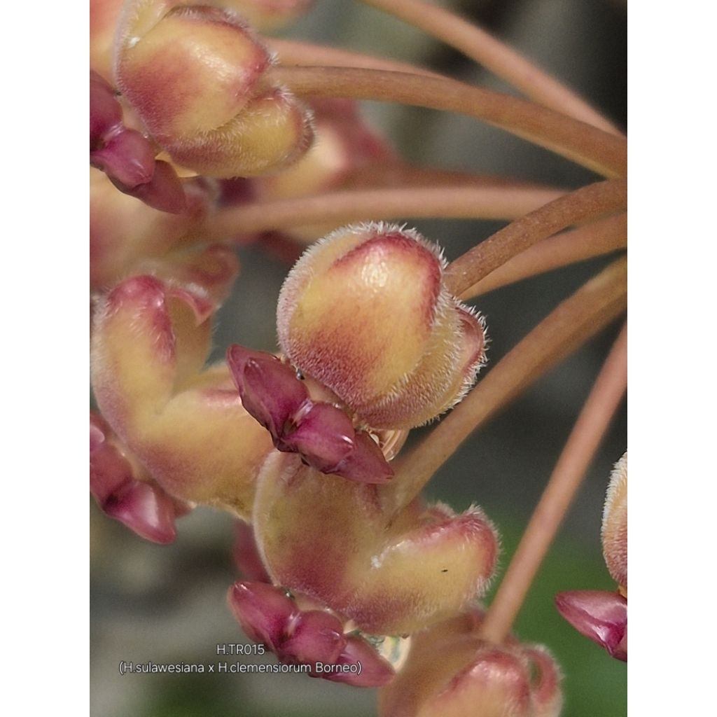 Hybid Hoya sulawesiana x H.clemensiorum Borneo