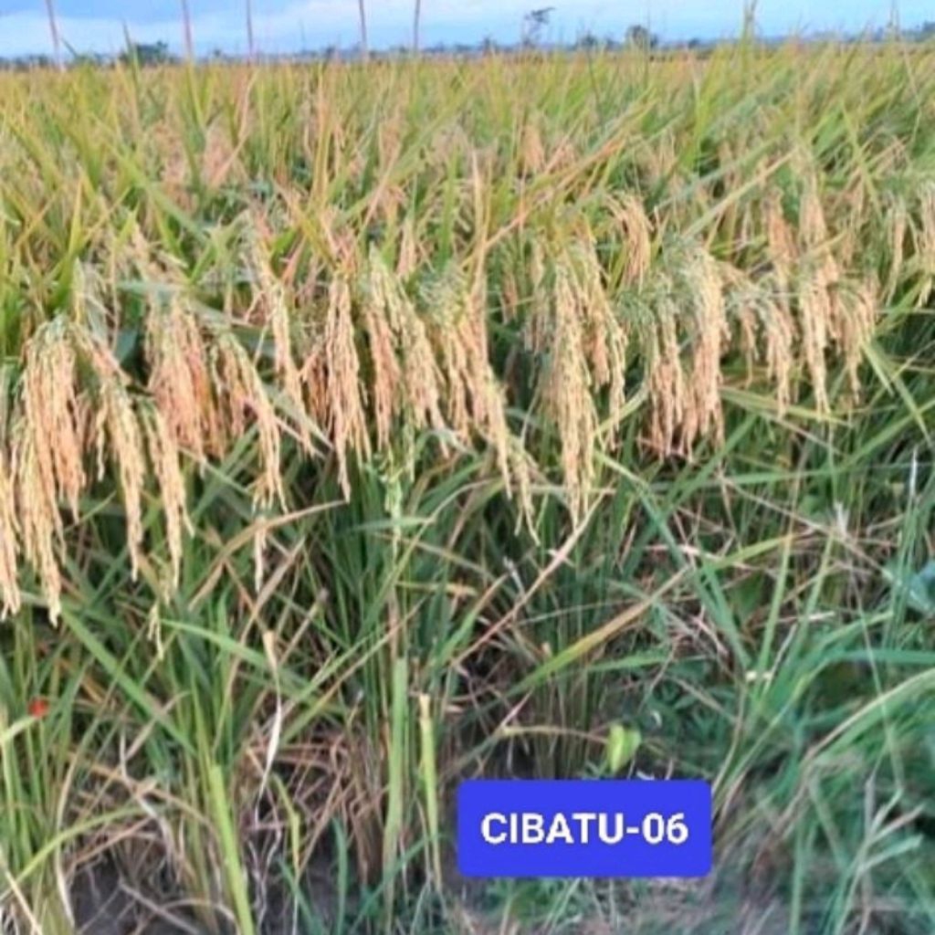 BENIH PADI CIBATU-06 UNGGUL 1KG