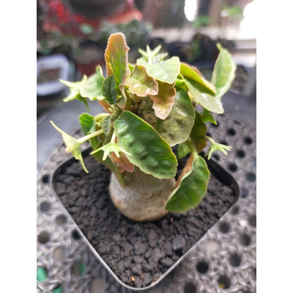 Dorstenia Foetida Hybrid Form Cakep