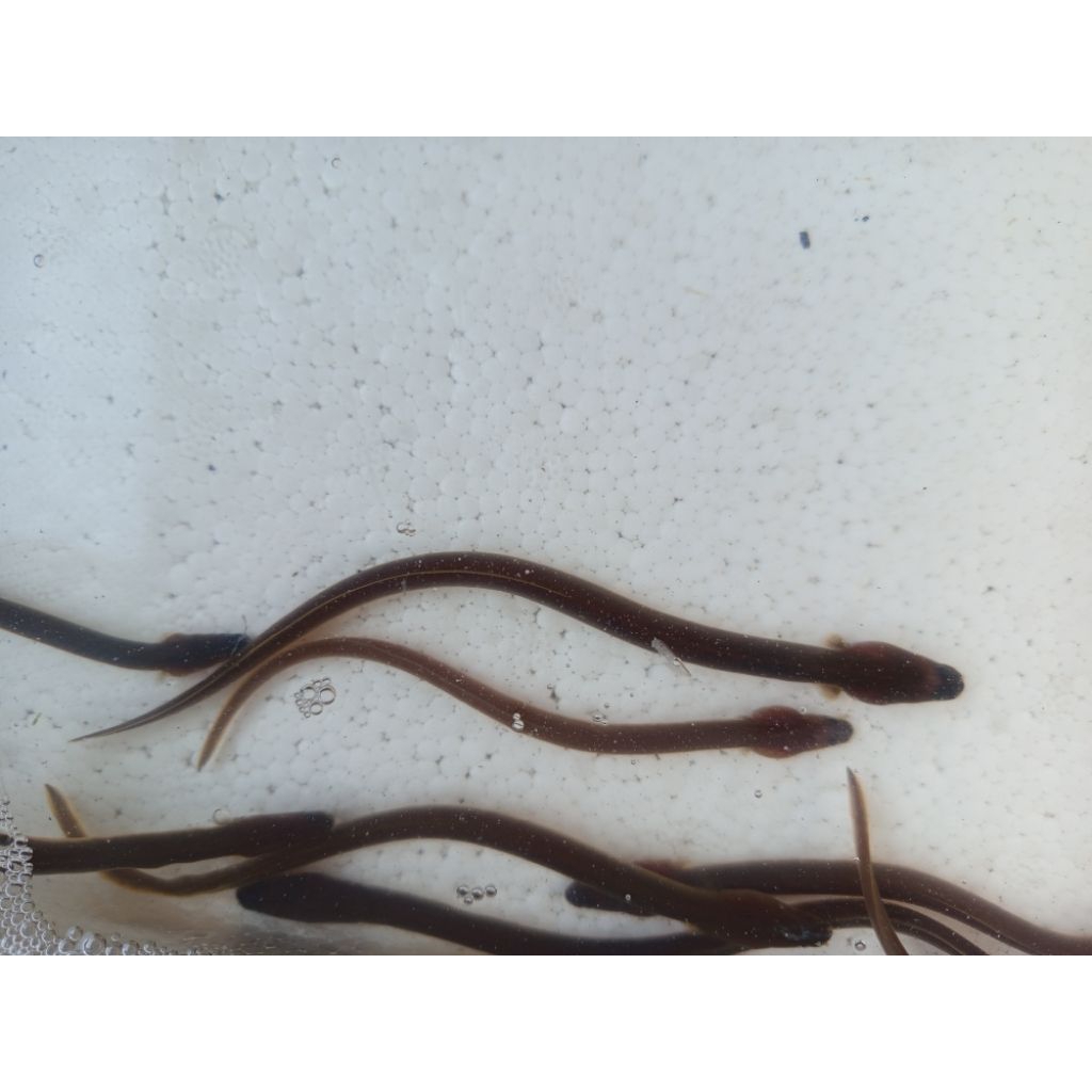 Bibitan Sidat Ukuran +-10gram per ekor DIGARANSI jenis Polos Bicolor