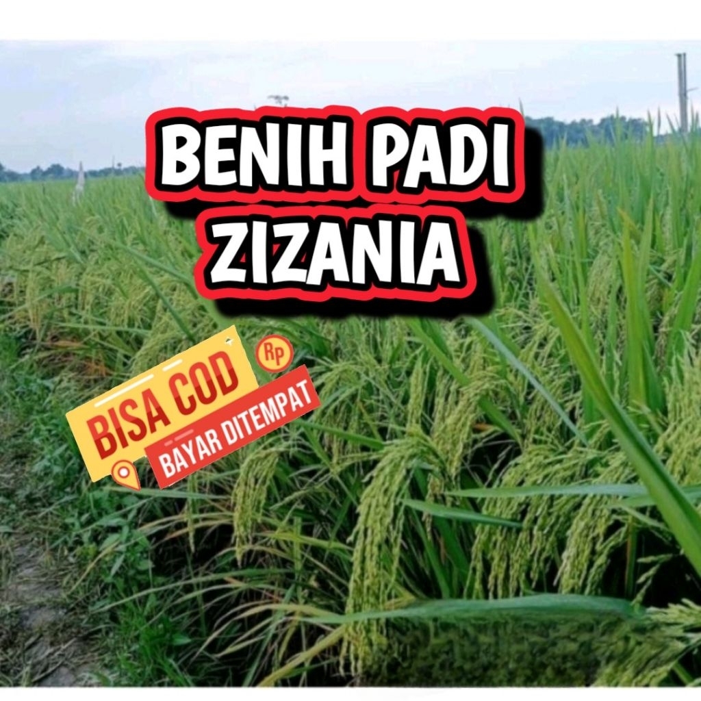 BENIH PADI ZIZANIA TERBARU KEMASAN 5KG original