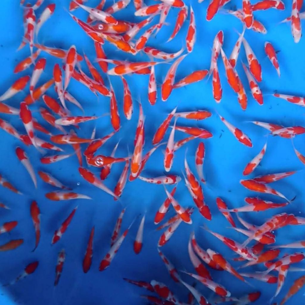 1 Ekor Ikan Koi Blitar Pilihan 10cm