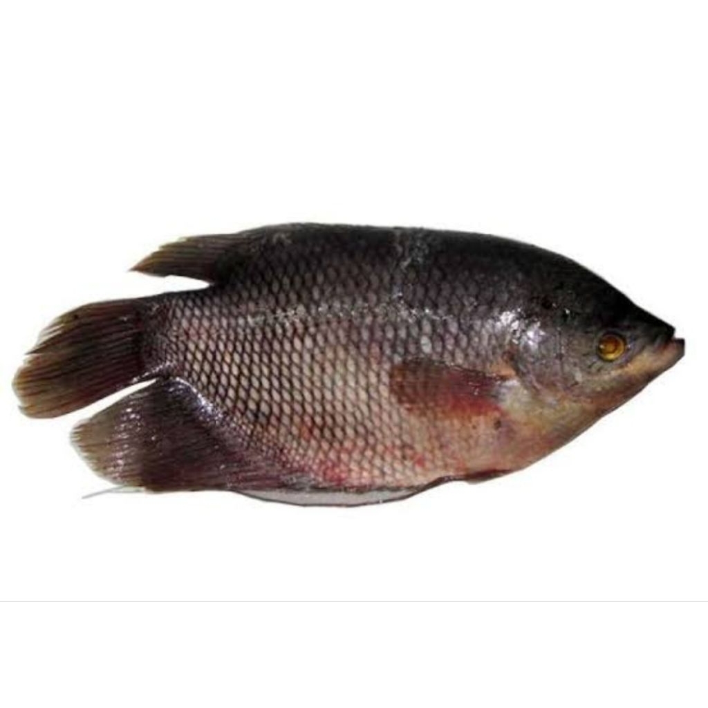 ikan Gurami Segar