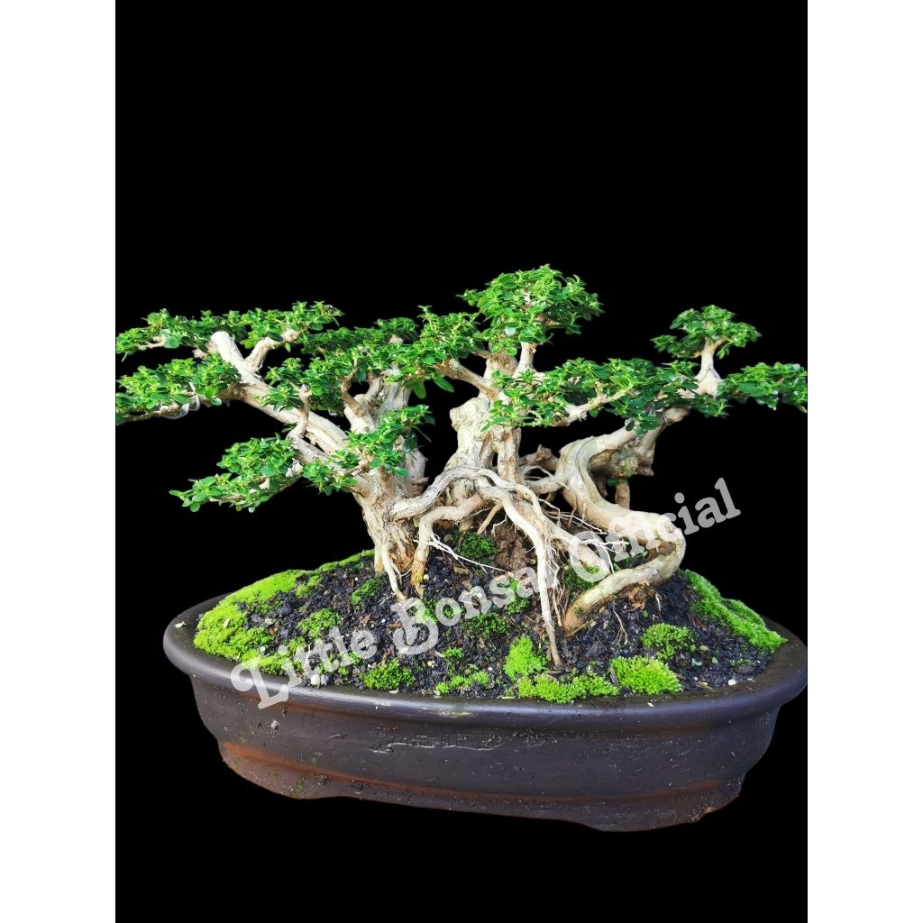 Bonsai Sancang / Raft Sancang/panorama