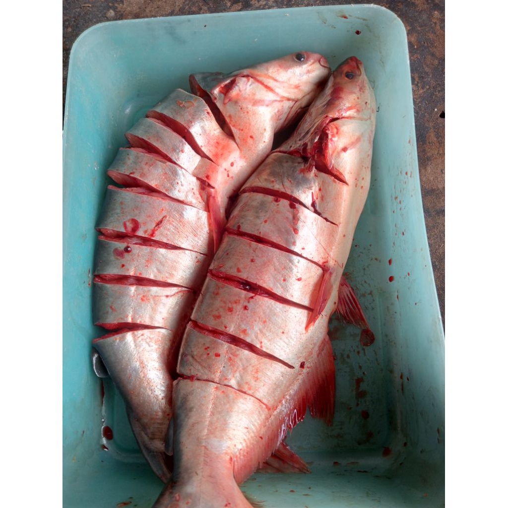 Ikan Patin 1 kg