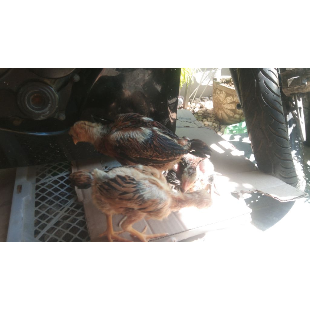 Doc Ayam Pama Ninja BL plus vitamin anakan Ayam Trah import