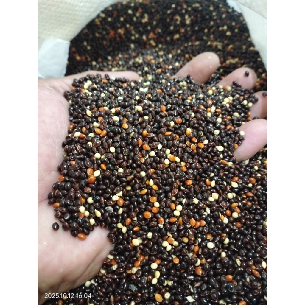 MILET HITAM, BLACK MILET PENAMBAH BIRAHI DAN STAMINA BURUNG PERKUTUT LOVEBIRD 1 KG