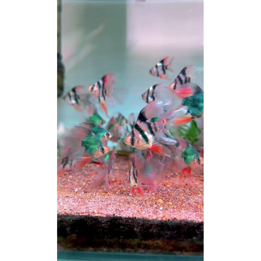 Ikan hias tiger balon slayer