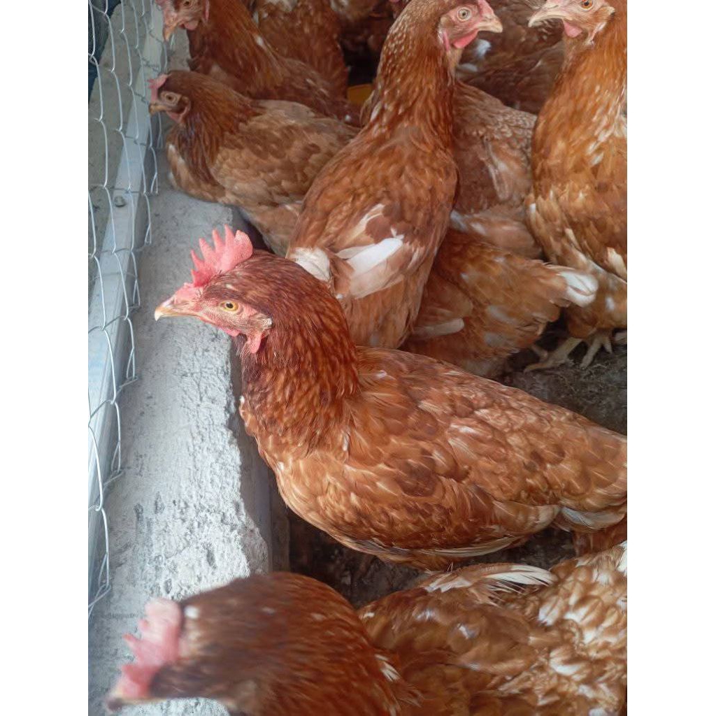 pullet ayam merah petelur umur 18 minggu
