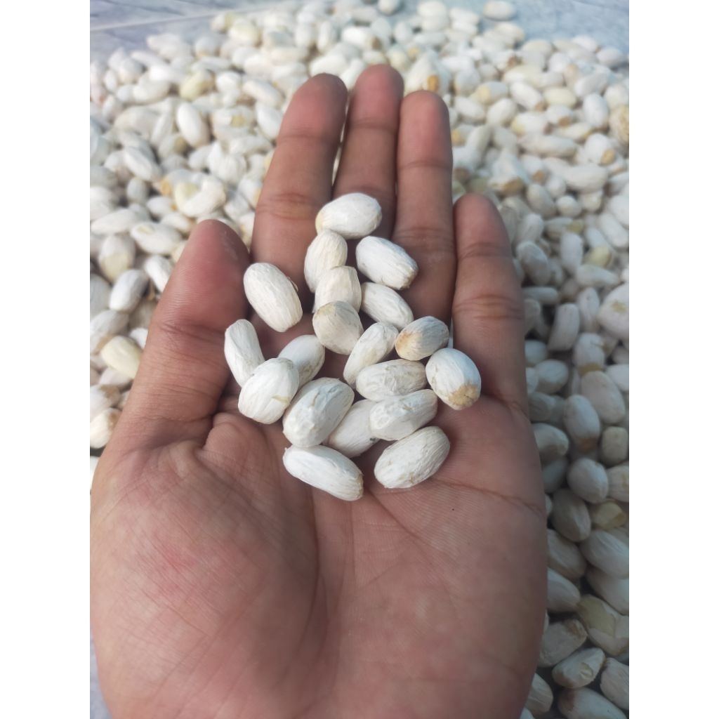 BIJI JARAK KUPAS 100 BIJI