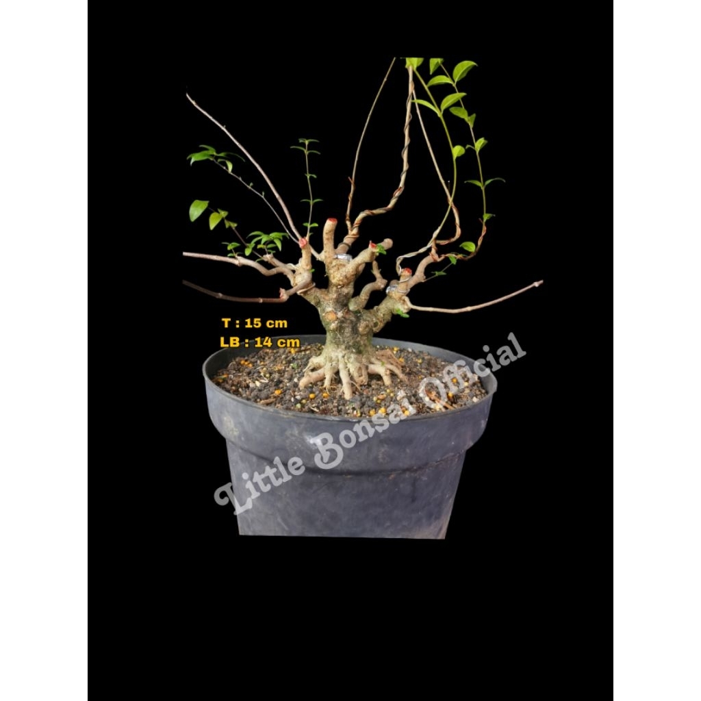 Bonsai Anting Puti / Bonsai Anput