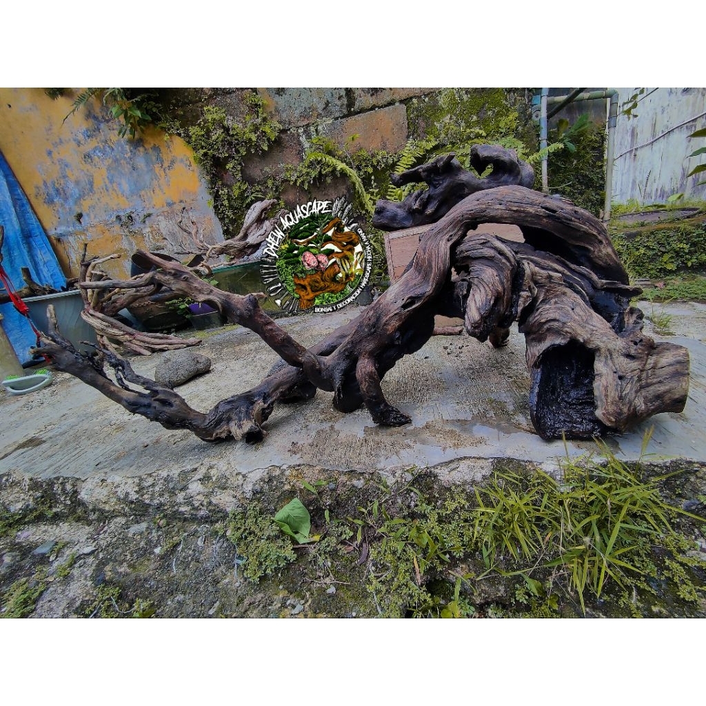 kayu santigi laut tenggelam kayu bonggol santigi hiasan dinding taman kandang reptil kayu hias