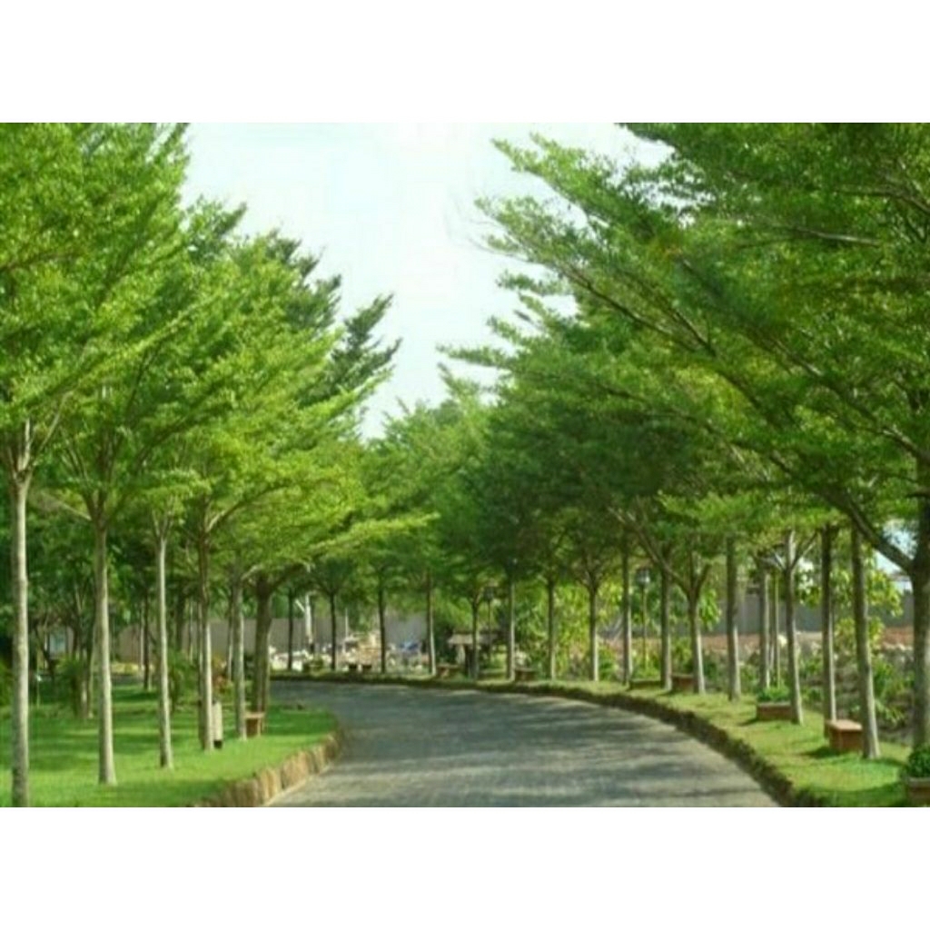 Bibit biji Ketapang Kencana