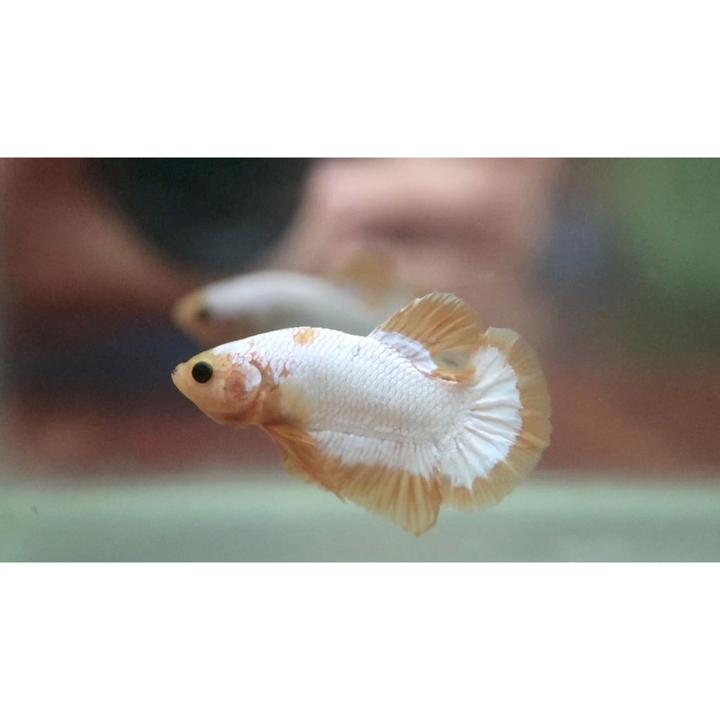 ikan cupang hias plakat yellow fccp