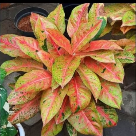 Aglonema Big Roy Rumpun