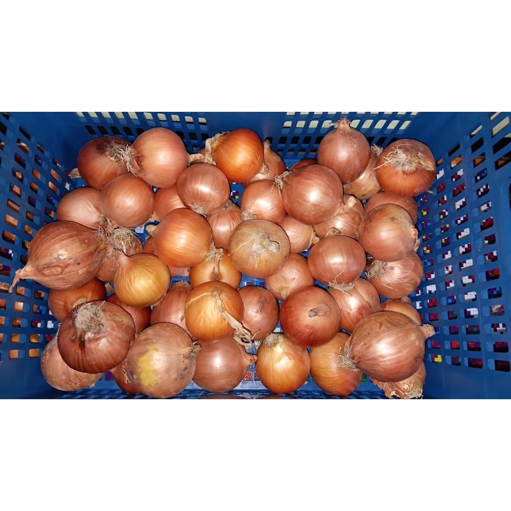 Bawang Bombay Segar|Bawang Bombay Sortir|Bombay China|Bombay Holland
