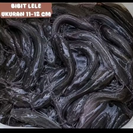 Bibit Lele ukuran 11-12 Cm ( khusus instan )