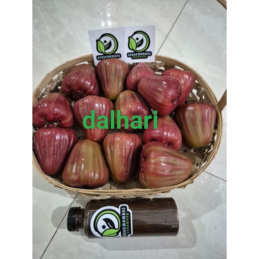 bibit tanaman jambu air Dalhari cangkok