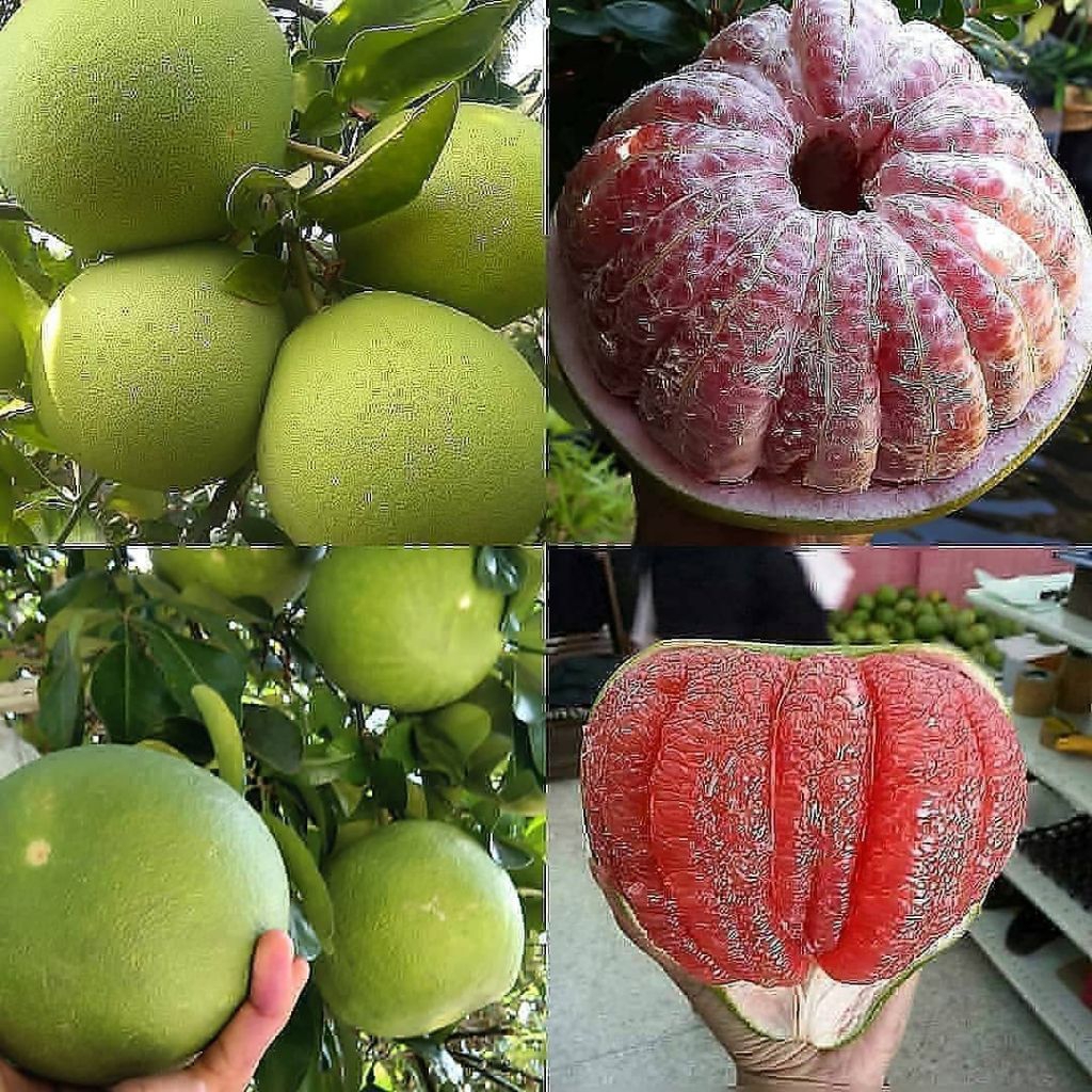 Tanaman Jeruk Bali Okulasi/ Pohon Jeruk Bali Murah Berkualitas / buah jeruk bali
