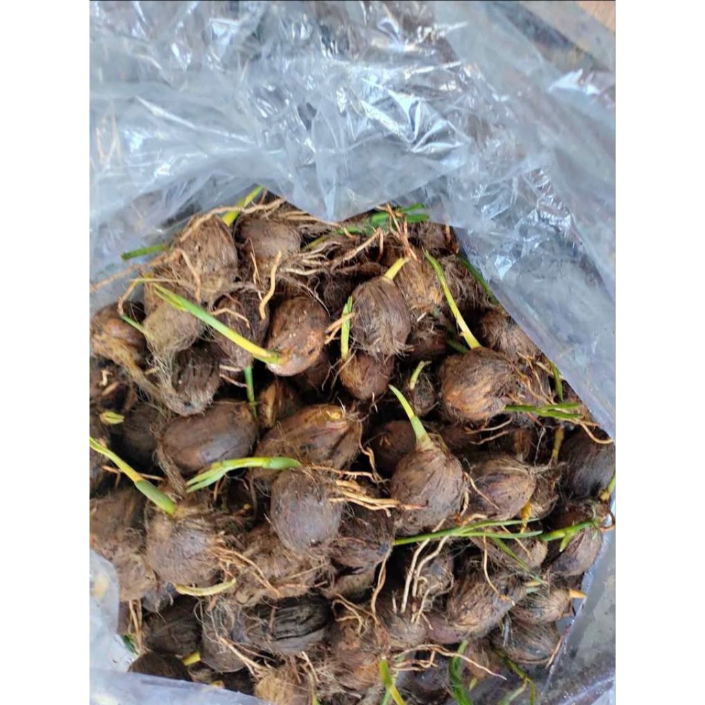 bibit pinang betara
