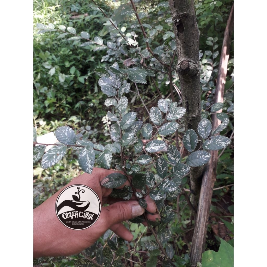 bibit ulmus varigata/ulmus varigata/bibit bonsai ulmus varigata