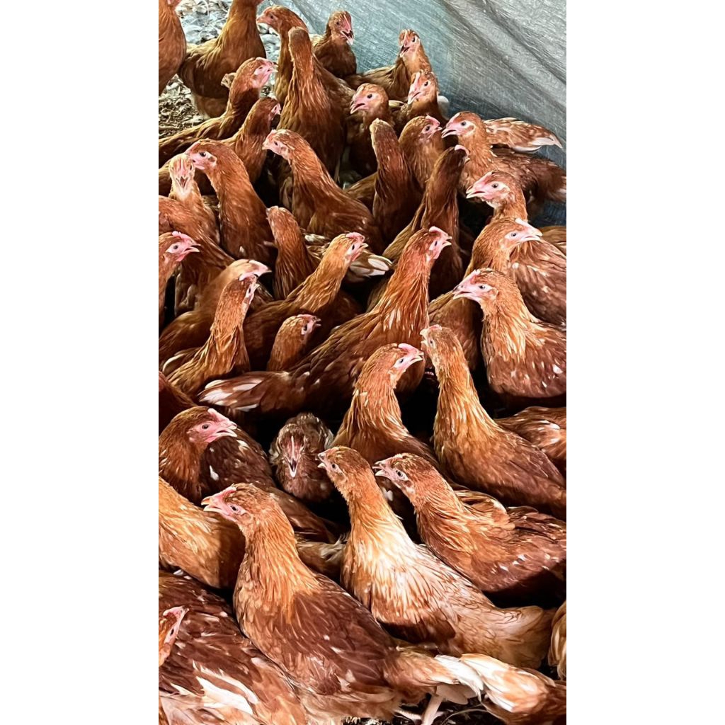 ayam petelur pulet ( ayam muda) usia 2 bulan +