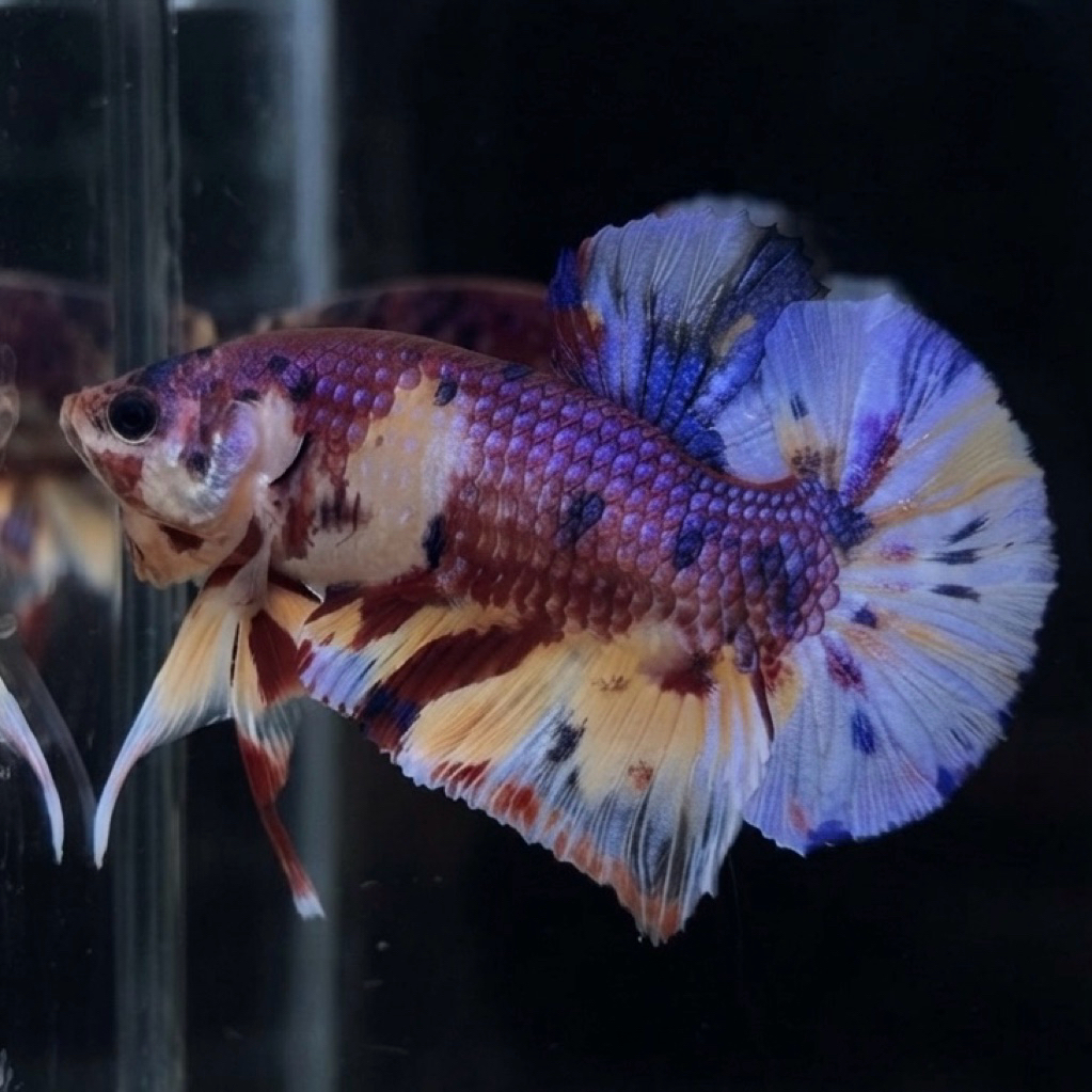 VIP CUPANG / BETTA GIANT MULTI CANDY BO 4.7 (REAL PIC)