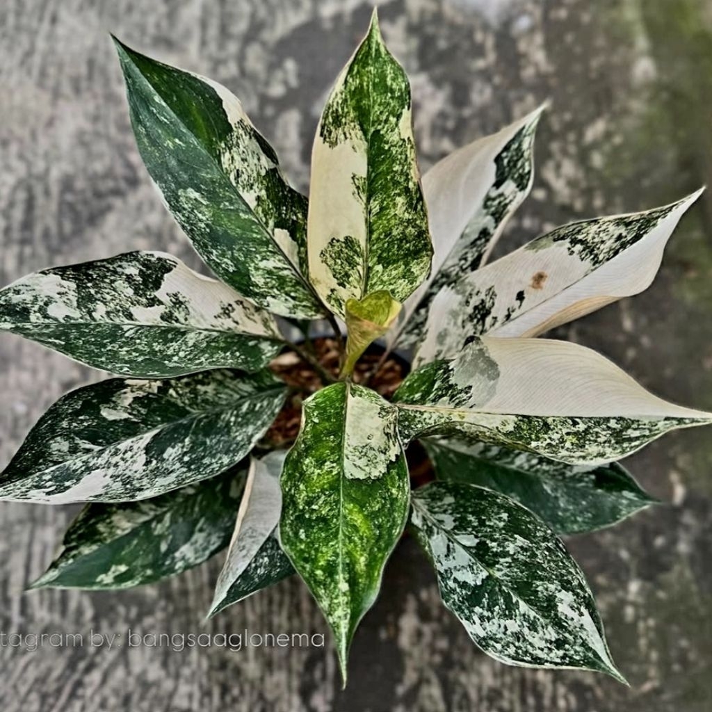 GRATIS ONGKIR (COD) Aglonema Siam Jade / Aglaonema Siam Jade Tanaman Hias Bunga Aglaonema Murah Mera