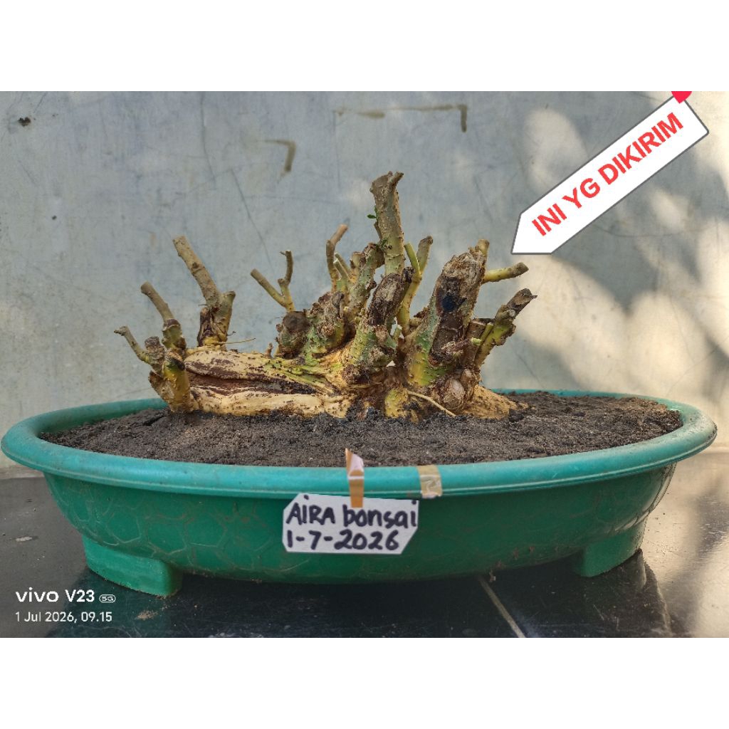 bahan bonsai serut raff dongkelan