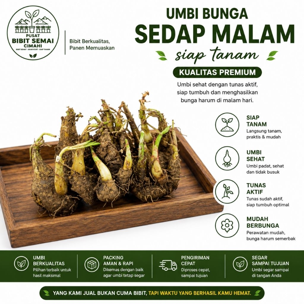 Umbi Bunga Sedap Malam Siap Tanam | Umbi Sedap Malam Bertunas | Bibit Bunga Sedap Malam | Umbi Bunga