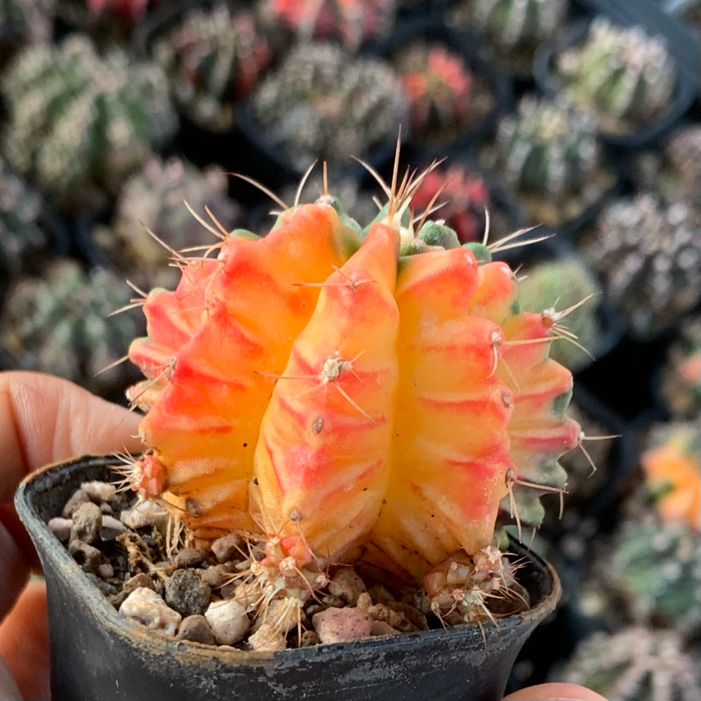 O63 gymno hybrid lb miha var   gymnocalycium mihanovichii mihanovichi kaktus tanaman hias hidup guru