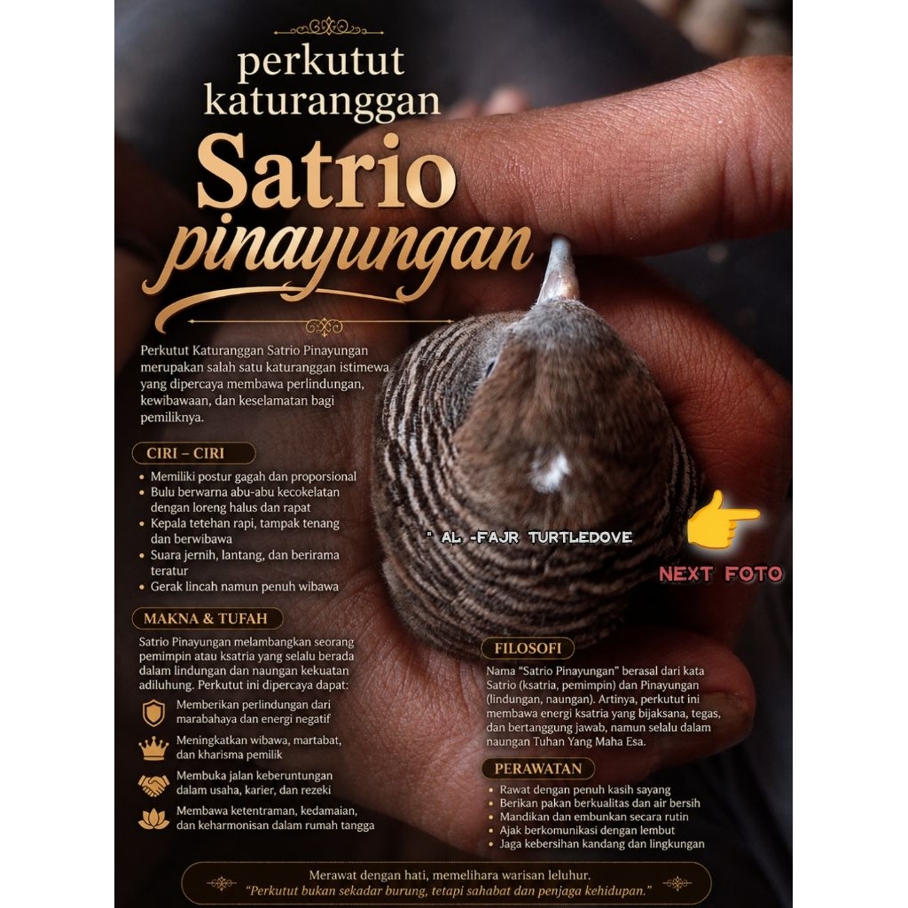 Burung perkutut lokal katuranggan Satrio pinayungan