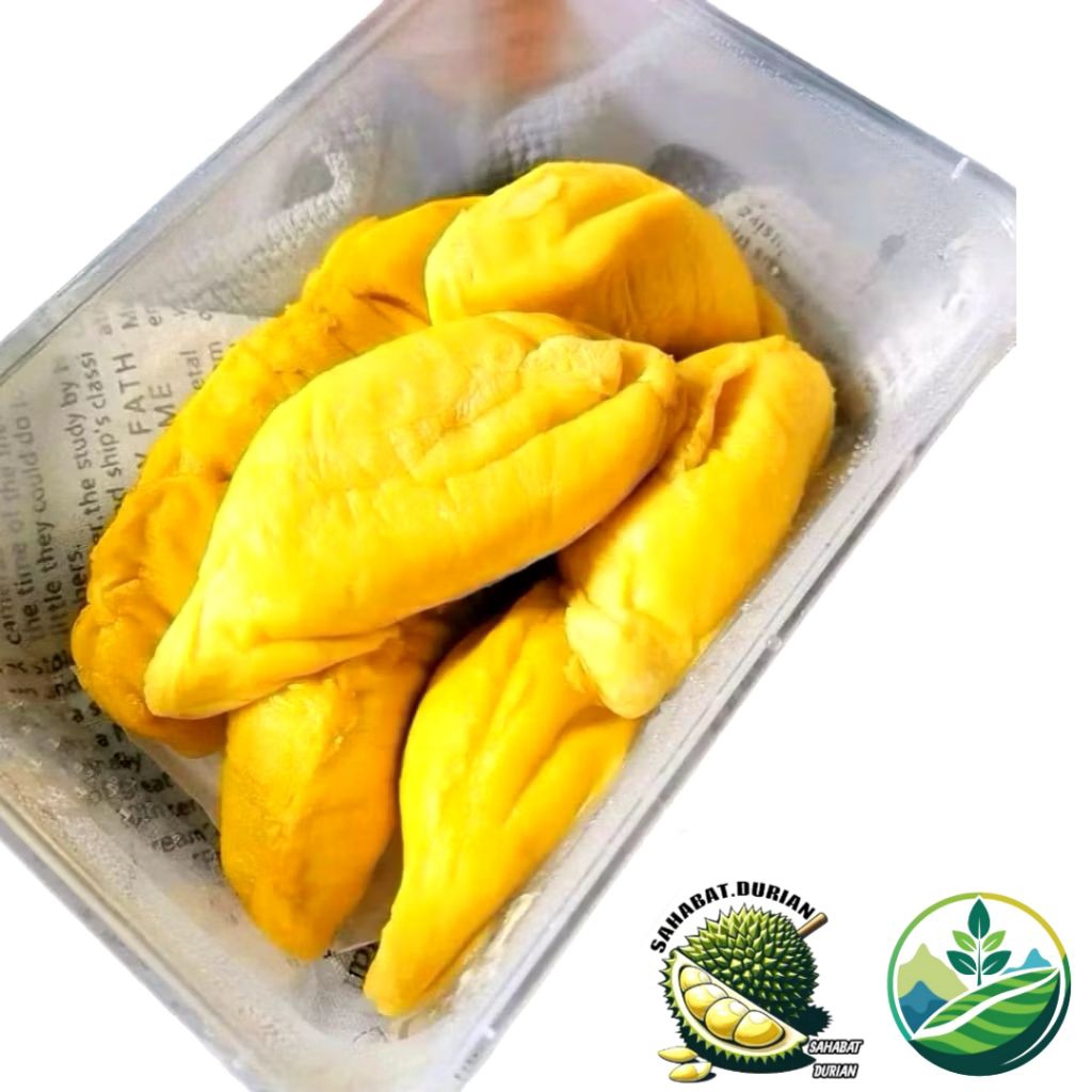 Durian montong | Durian montong kupas 500 gram | Durian montong manis legit
