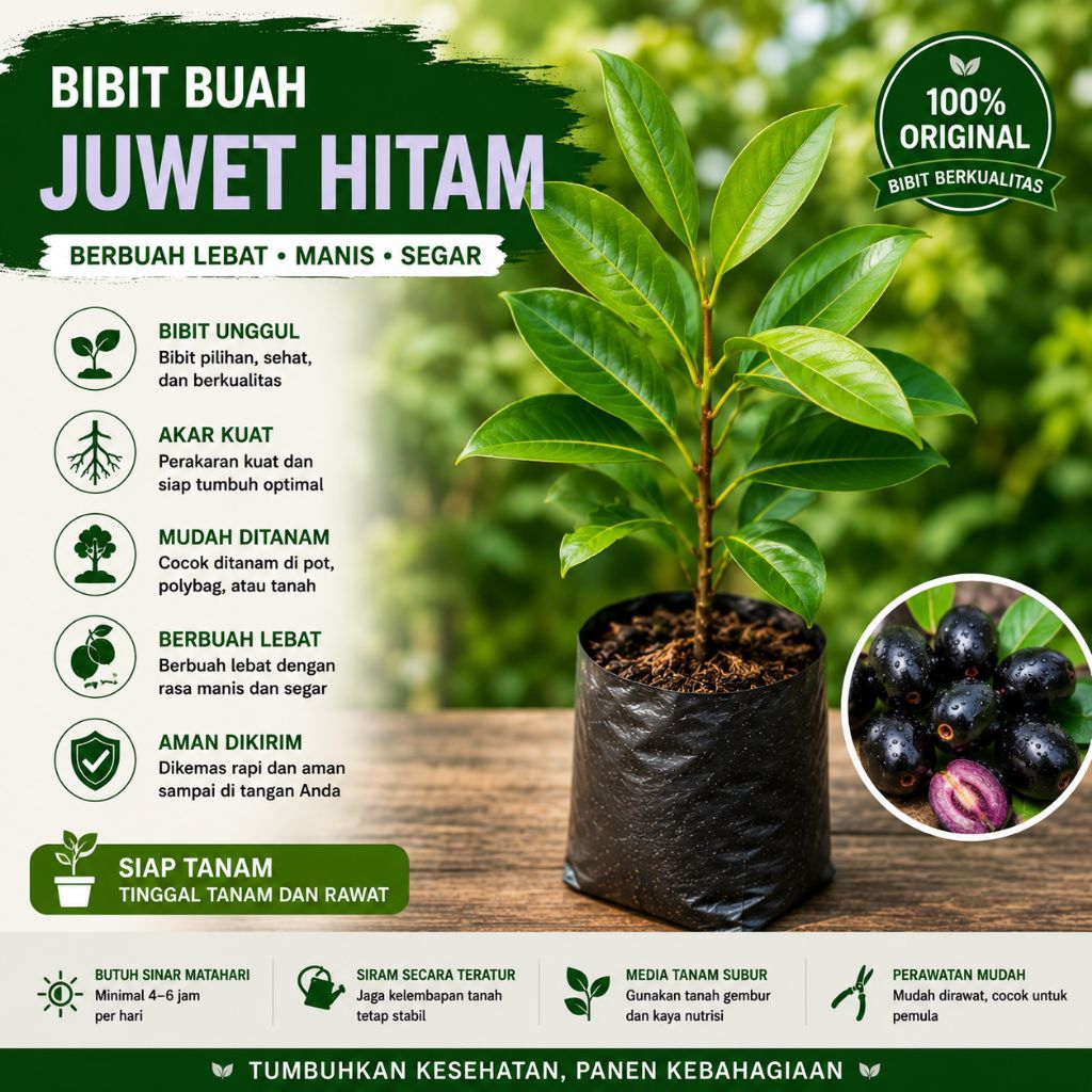 Bibit Buah Tin Siap Tanam Tanaman Buah Tin Polybag Bibit Unggul Berkualitas