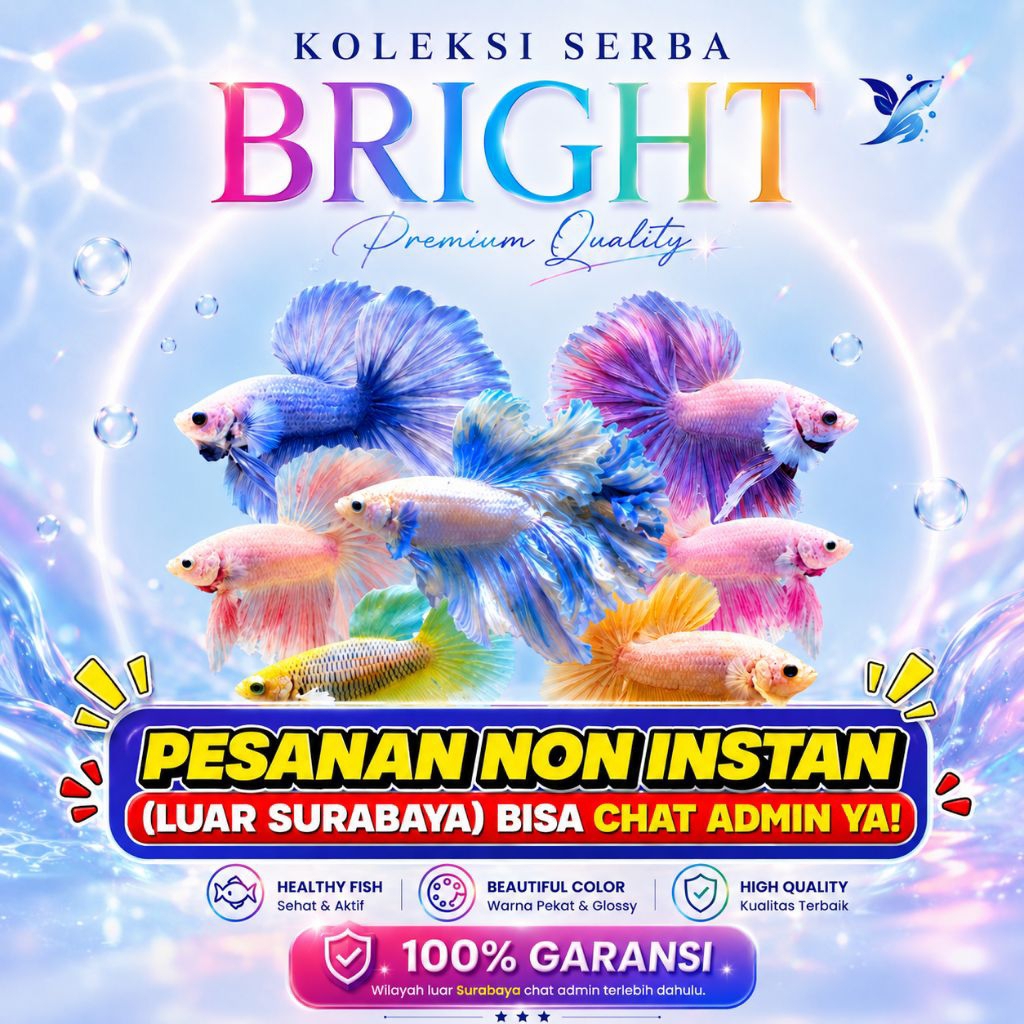 Soft Series Cupang Halfmoon Butterfly - Top Grade, Pink Aurora, Grizzle, Purple, Alicron, Sakura