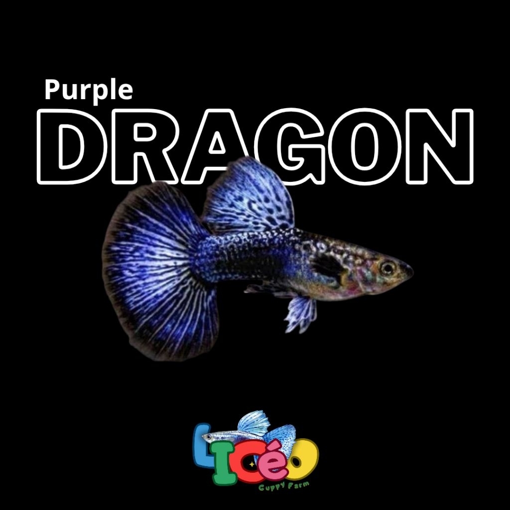 Ikan Hias Aquarium Purple Dragon Guppy Sepasang