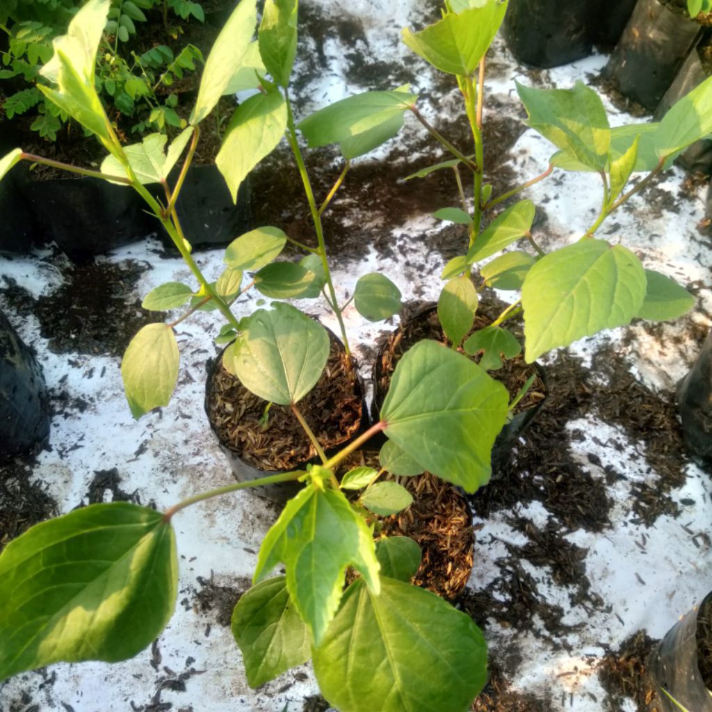 Bibit Tanaman Rosella Merah