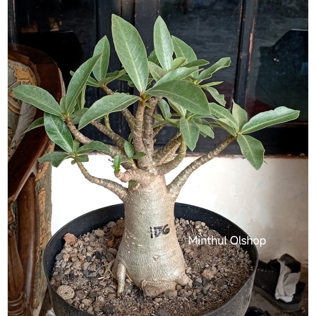 Adenium arabicum karakter ID Godji sesuai foto
