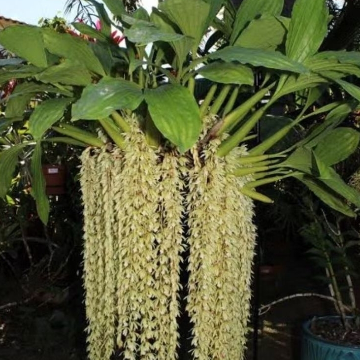 Coelogyne Rochussenii