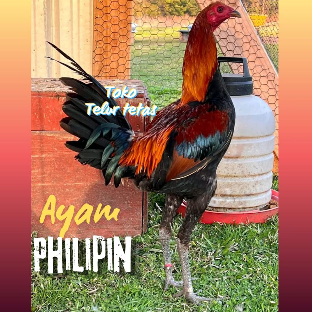 TELUR AYAM PHILIPIN ASLI  UNTUK DITETASKAN