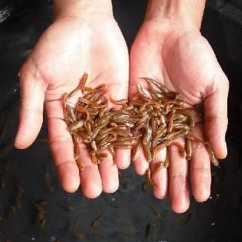 (pemanis akuarium) Bibit ikan Gabus/Toman predator size 3-5 cm isi 8 ekor+bonus pelet