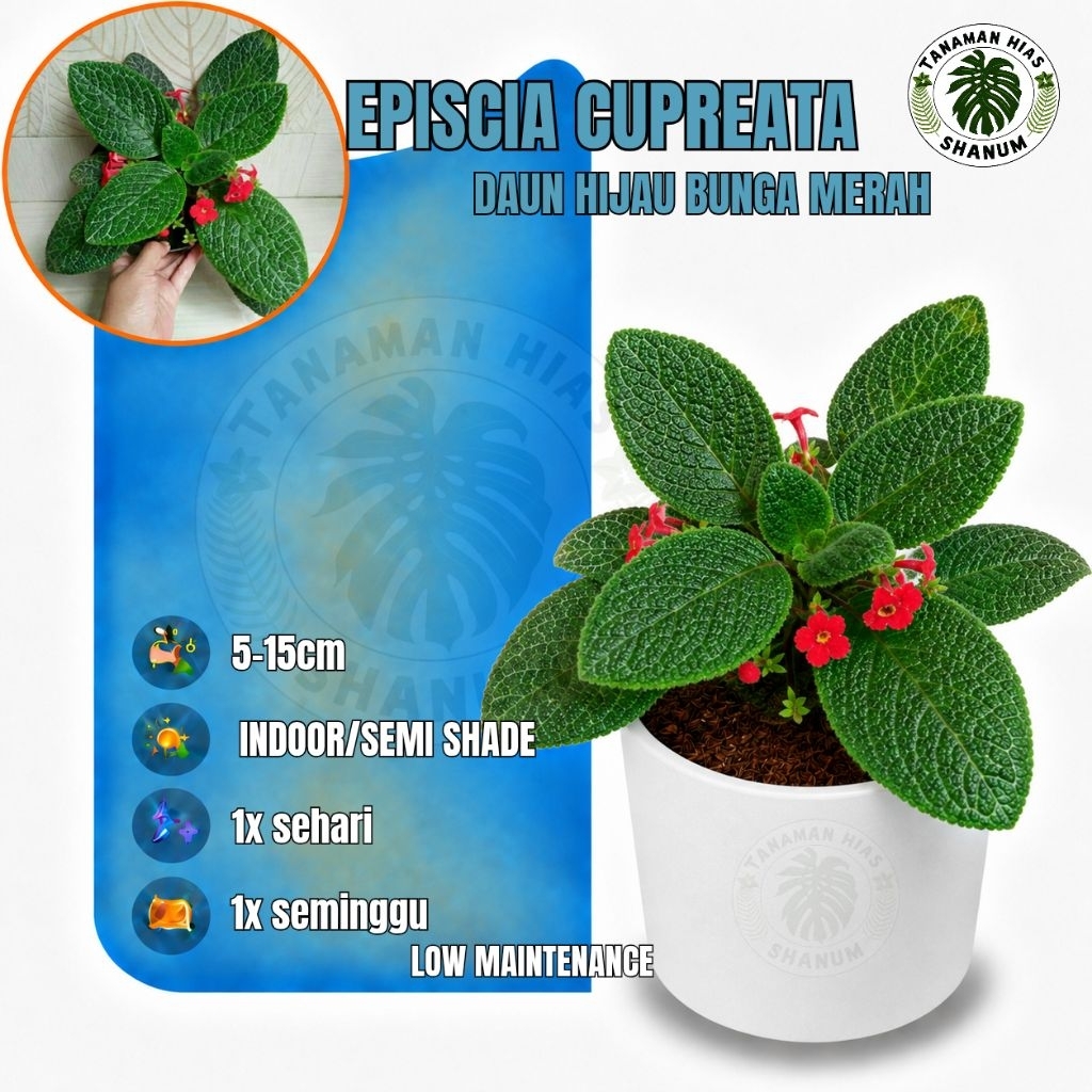 promo COD tanaman hias gantung episcia hijau - episcia - episcia hijau