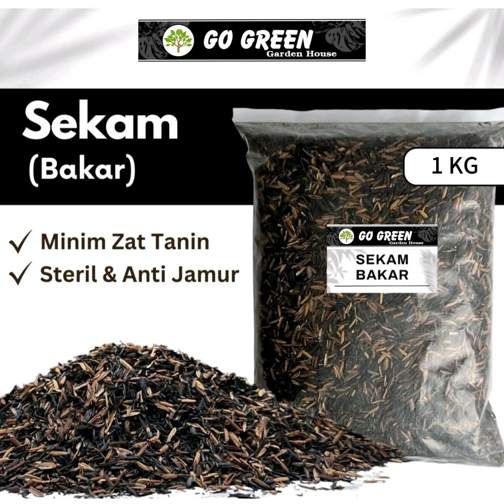 sekam bakar halus mix gabah padi mentah