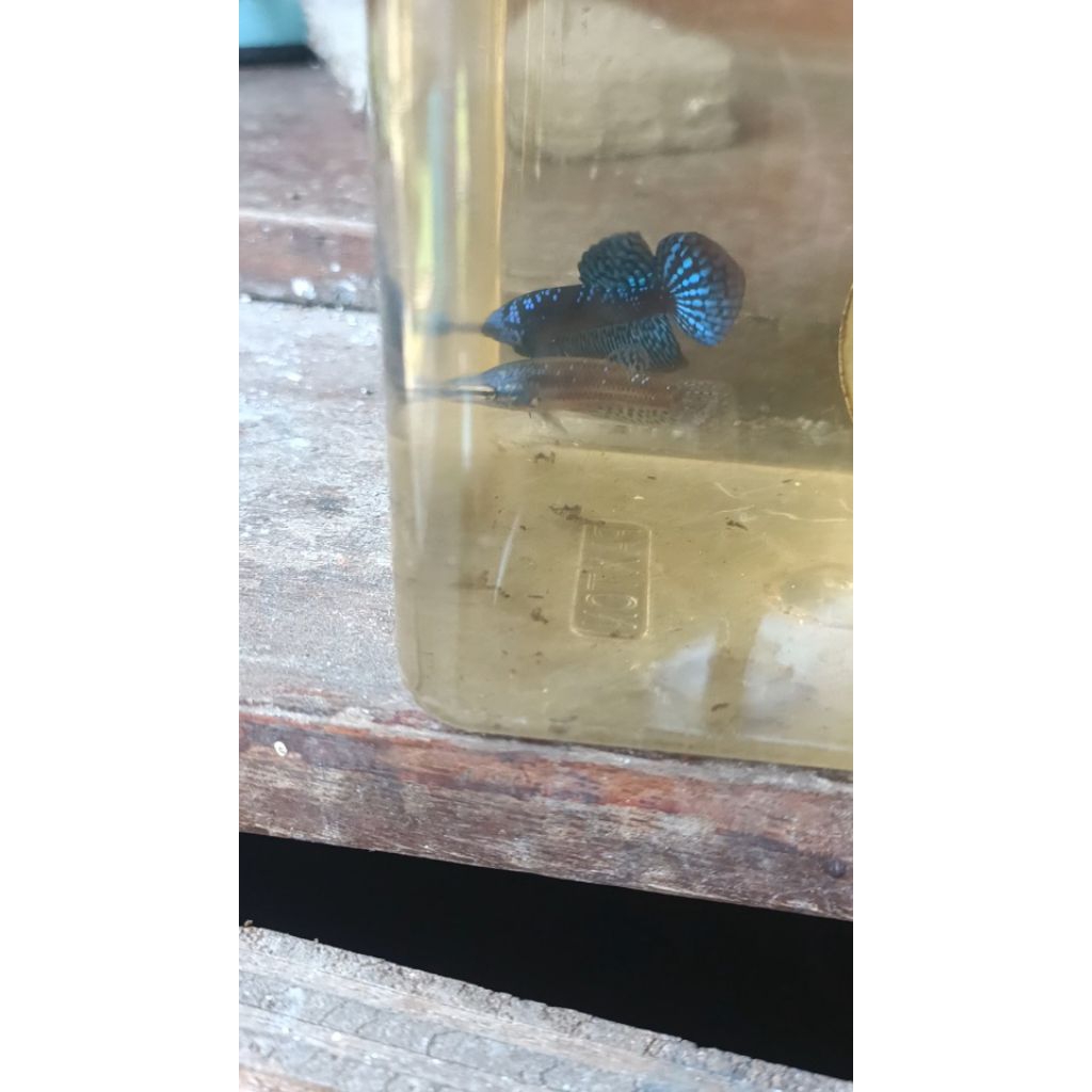 cupang alien blue samurai