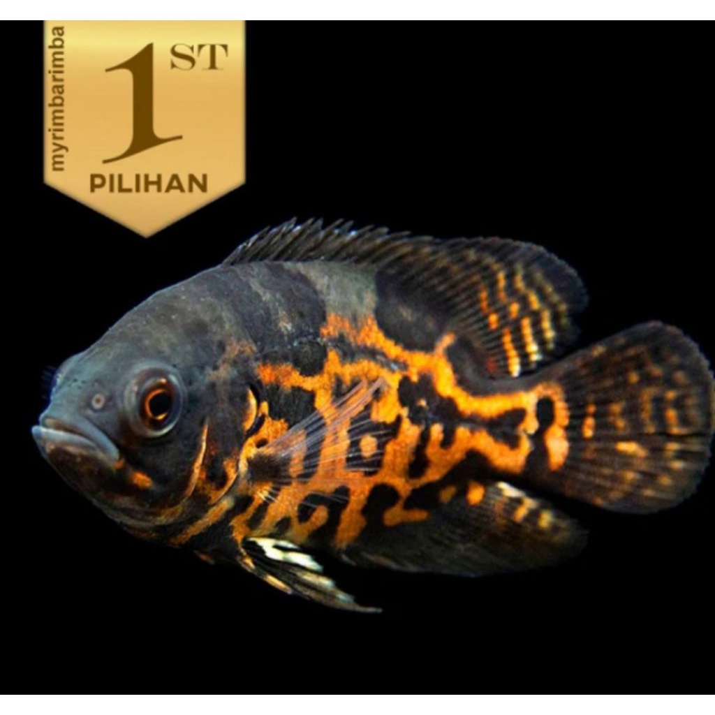Oscar Tiger Batik Grade A  Jumbo 12cm Ikan Hias Predator Aquascape Hiasan Aquarium