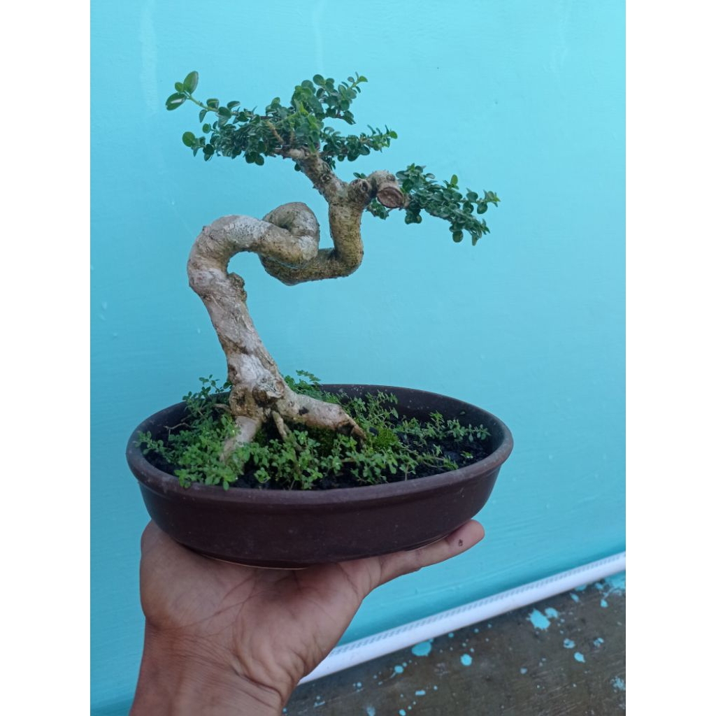 Bonsai Sancang meliuk small