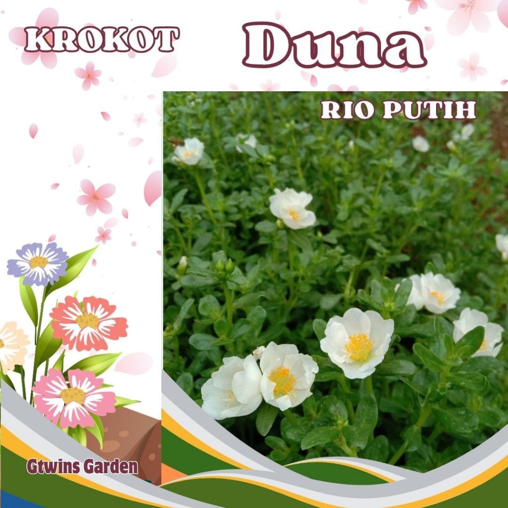 15 Stek Bibit Bunga Krokot  warna warni Duna Rio Putih